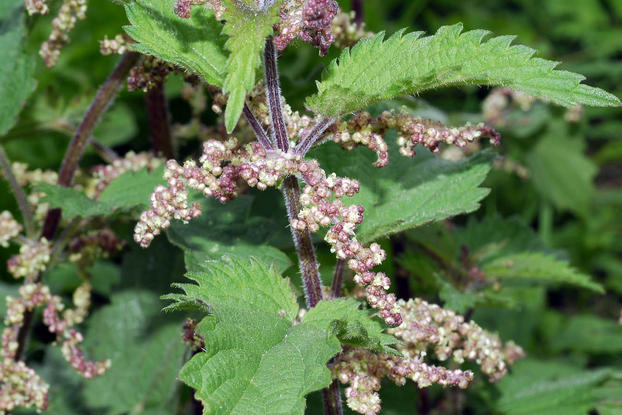 Large nettle